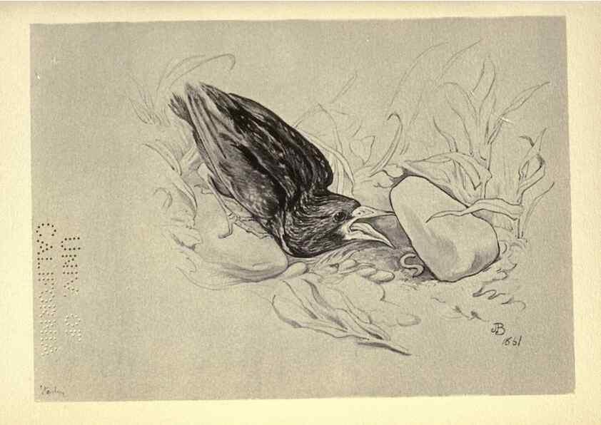 Reproducción/Reproduction 8510256313: Birds from Moidart and elsewhere /. Edinburgh :David Douglas,1895.