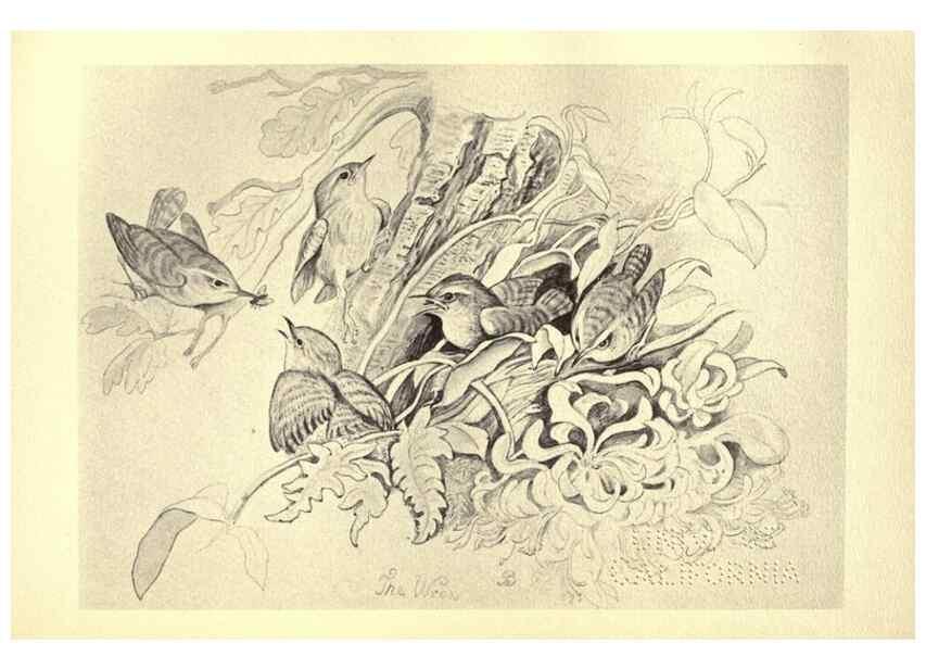 Reproducción/Reproduction 8510259803: Birds from Moidart and elsewhere /. Edinburgh :David Douglas,1895.