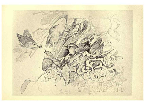 Reproducción/Reproduction 8510259803: Birds from Moidart and elsewhere /. Edinburgh :David Douglas,1895.