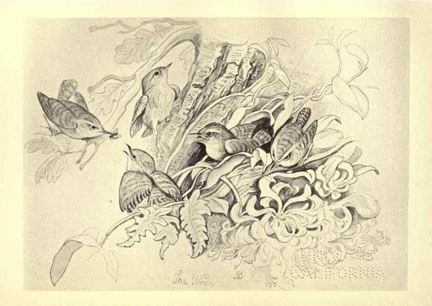 Reproducción/Reproduction 8510259803: Birds from Moidart and elsewhere /. Edinburgh :David Douglas,1895.