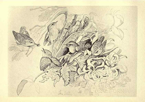 Reproducción/Reproduction 8510259803: Birds from Moidart and elsewhere /. Edinburgh :David Douglas,1895.