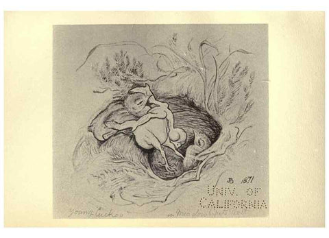 Reproducción/Reproduction 8510260961: Birds from Moidart and elsewhere /. Edinburgh :David Douglas,1895.