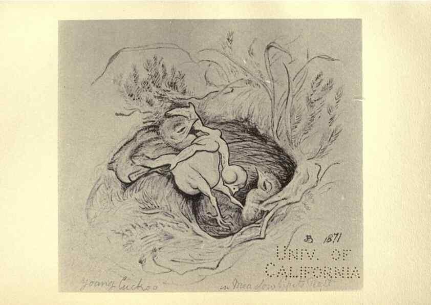 Reproducción/Reproduction 8510260961: Birds from Moidart and elsewhere /. Edinburgh :David Douglas,1895.