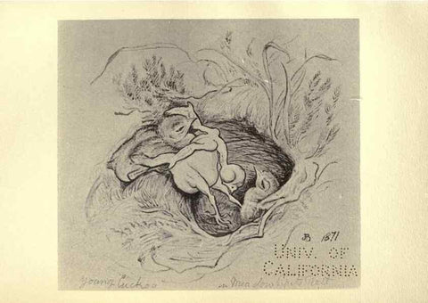 Reproducción/Reproduction 8510260961: Birds from Moidart and elsewhere /. Edinburgh :David Douglas,1895.