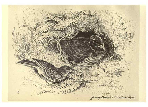 Reproducción/Reproduction 8511371172: Birds from Moidart and elsewhere /. Edinburgh :David Douglas,1895.
