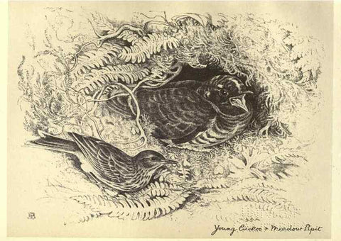 Reproducción/Reproduction 8511371172: Birds from Moidart and elsewhere /. Edinburgh :David Douglas,1895.