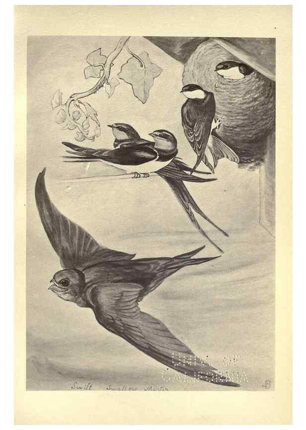 Reproducción/Reproduction 8511371684: Birds from Moidart and elsewhere /. Edinburgh :David Douglas,1895.
