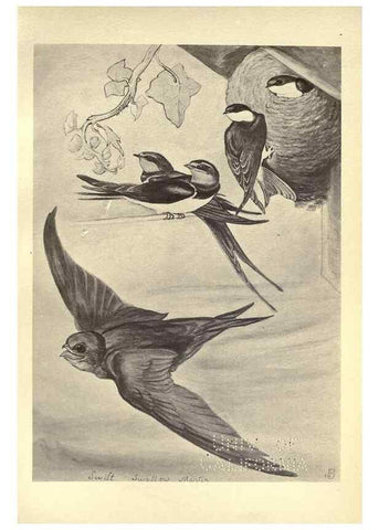 Reproducción/Reproduction 8511371684: Birds from Moidart and elsewhere /. Edinburgh :David Douglas,1895.