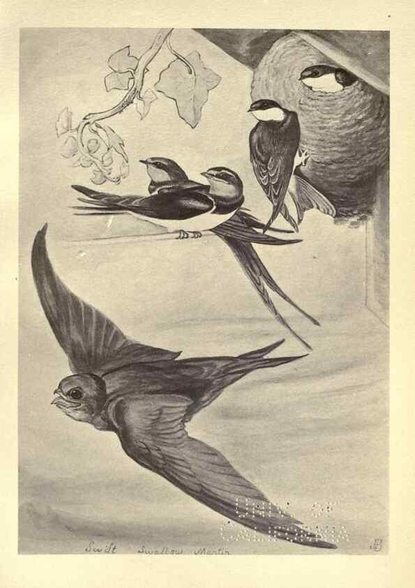 Reproducción/Reproduction 8511371684: Birds from Moidart and elsewhere /. Edinburgh :David Douglas,1895.