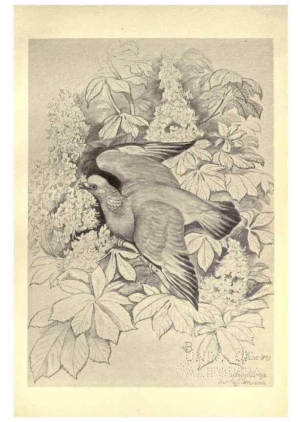 Reproducción/Reproduction 8510263015: Birds from Moidart and elsewhere /. Edinburgh :David Douglas,1895.