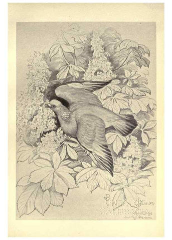 Reproducción/Reproduction 8510263015: Birds from Moidart and elsewhere /. Edinburgh :David Douglas,1895.