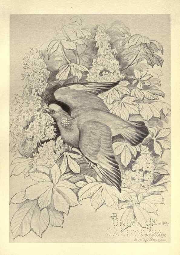 Reproducción/Reproduction 8510263015: Birds from Moidart and elsewhere /. Edinburgh :David Douglas,1895.