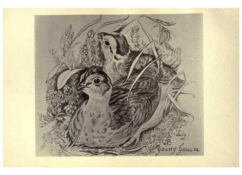 Reproducción/Reproduction 8510263485: Birds from Moidart and elsewhere /. Edinburgh :David Douglas,1895.