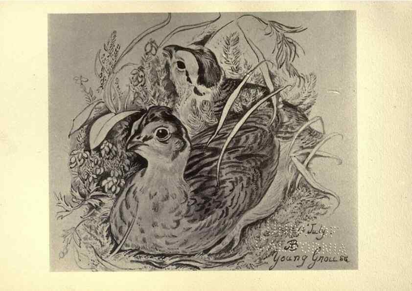 Reproducción/Reproduction 8510263485: Birds from Moidart and elsewhere /. Edinburgh :David Douglas,1895.