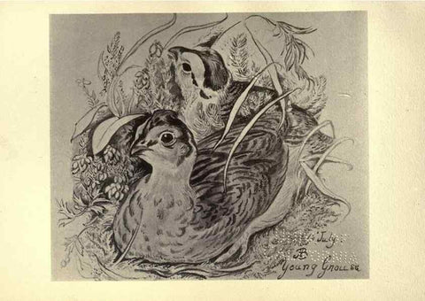 Reproducción/Reproduction 8510263485: Birds from Moidart and elsewhere /. Edinburgh :David Douglas,1895.