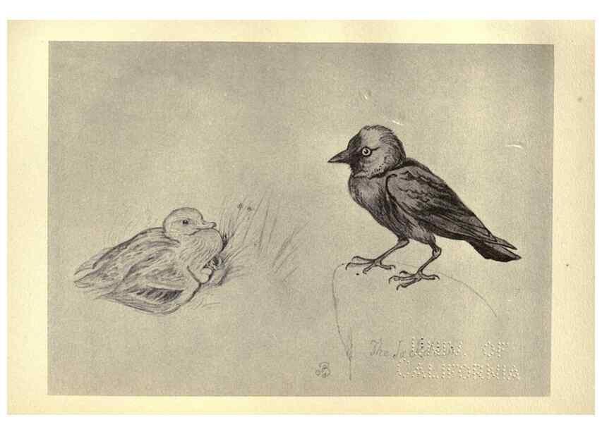 Reproducción/Reproduction 8510259239: Birds from Moidart and elsewhere /. Edinburgh :David Douglas,1895.