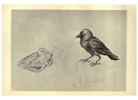 Reproducción/Reproduction 8510259239: Birds from Moidart and elsewhere /. Edinburgh :David Douglas,1895.