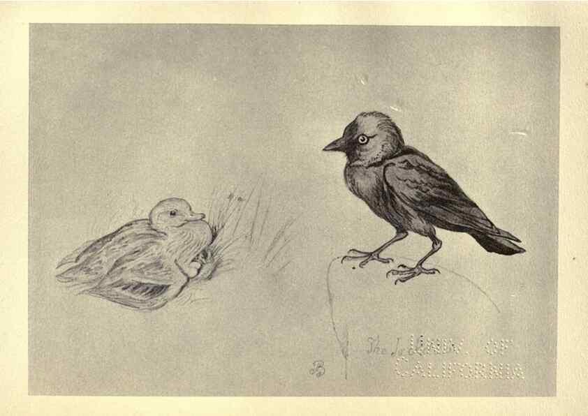 Reproducción/Reproduction 8510259239: Birds from Moidart and elsewhere /. Edinburgh :David Douglas,1895.