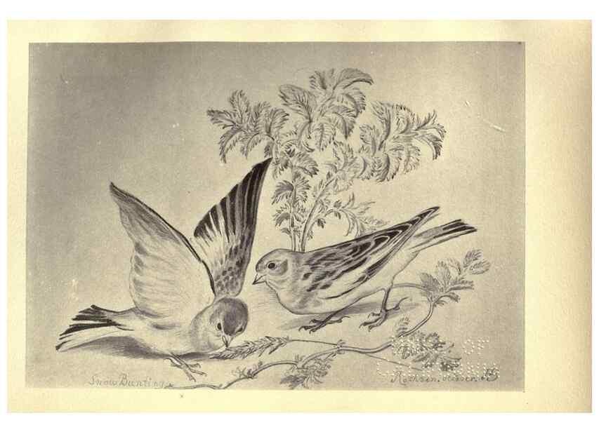 Reproducción/Reproduction 8510252195: Birds from Moidart and elsewhere /. Edinburgh :David Douglas,1895.