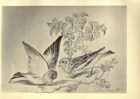 Reproducción/Reproduction 8510252195: Birds from Moidart and elsewhere /. Edinburgh :David Douglas,1895.