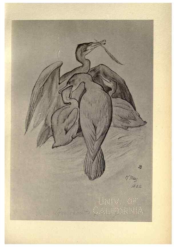 Reproducción/Reproduction 8511391024: Birds from Moidart and elsewhere /. Edinburgh :David Douglas,1895.