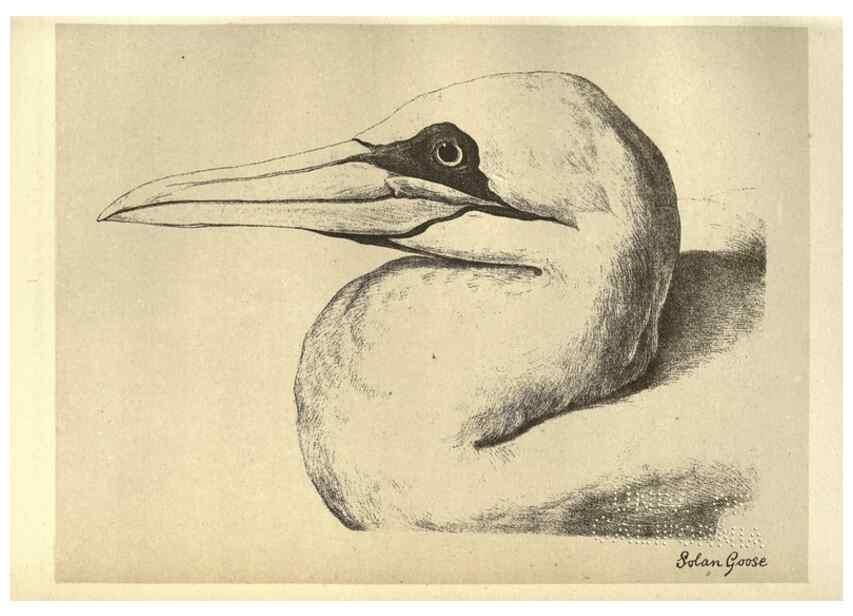 Reproducción/Reproduction 8511392758: Birds from Moidart and elsewhere /. Edinburgh :David Douglas,1895.