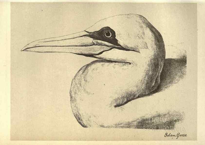 Reproducción/Reproduction 8511392758: Birds from Moidart and elsewhere /. Edinburgh :David Douglas,1895.