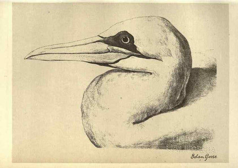 Reproducción/Reproduction 8511392758: Birds from Moidart and elsewhere /. Edinburgh :David Douglas,1895.