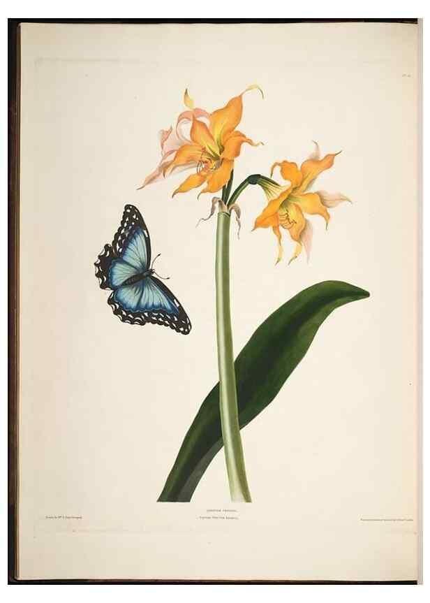 Reproducción/Reproduction 8513370898: A selection of Hexandrian plants, belonging to the natural orders Amaryllidae and Liliacae. London : Robt. Havell, ... , Pubd. 1831- ended Dec. 1, 1834.