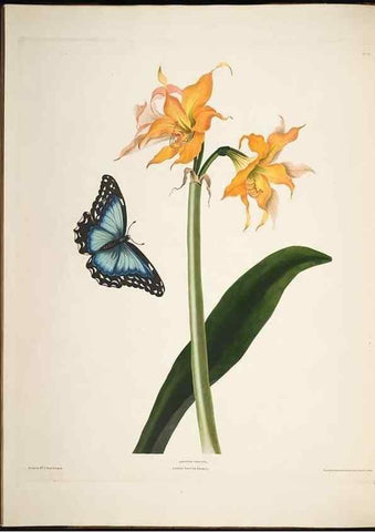 Reproducción/Reproduction 8513370898: A selection of Hexandrian plants, belonging to the natural orders Amaryllidae and Liliacae. London : Robt. Havell, ... , Pubd. 1831- ended Dec. 1, 1834.