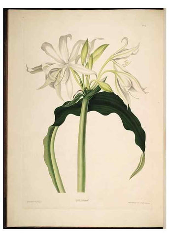 Reproducción/Reproduction 8513371144: A selection of Hexandrian plants, belonging to the natural orders Amaryllidae and Liliacae. London : Robt. Havell, ... , Pubd. 1831- ended Dec. 1, 1834.