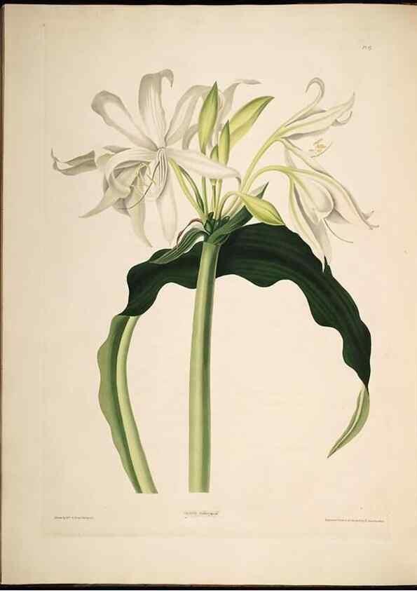 Reproducción/Reproduction 8513371144: A selection of Hexandrian plants, belonging to the natural orders Amaryllidae and Liliacae. London : Robt. Havell, ... , Pubd. 1831- ended Dec. 1, 1834.