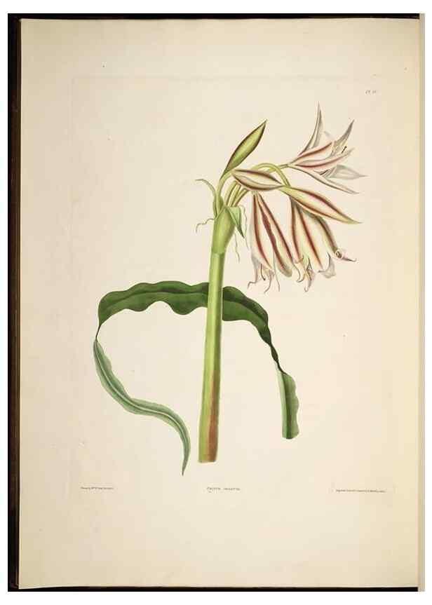 Reproducción/Reproduction 8513371342: A selection of Hexandrian plants, belonging to the natural orders Amaryllidae and Liliacae. London : Robt. Havell, ... , Pubd. 1831- ended Dec. 1, 1834.