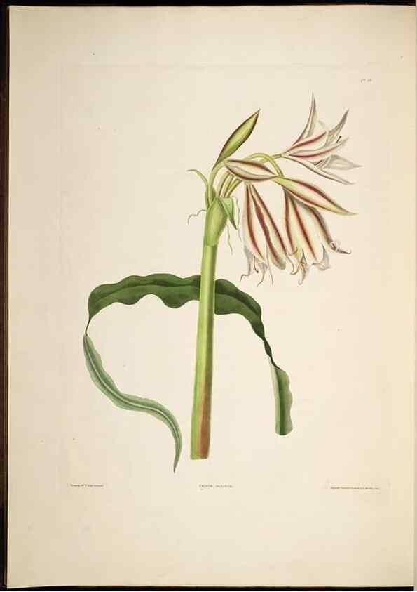 Reproducción/Reproduction 8513371342: A selection of Hexandrian plants, belonging to the natural orders Amaryllidae and Liliacae. London : Robt. Havell, ... , Pubd. 1831- ended Dec. 1, 1834.