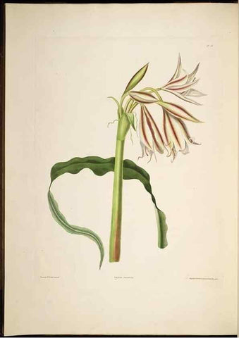 Reproducción/Reproduction 8513371342: A selection of Hexandrian plants, belonging to the natural orders Amaryllidae and Liliacae. London : Robt. Havell, ... , Pubd. 1831- ended Dec. 1, 1834.