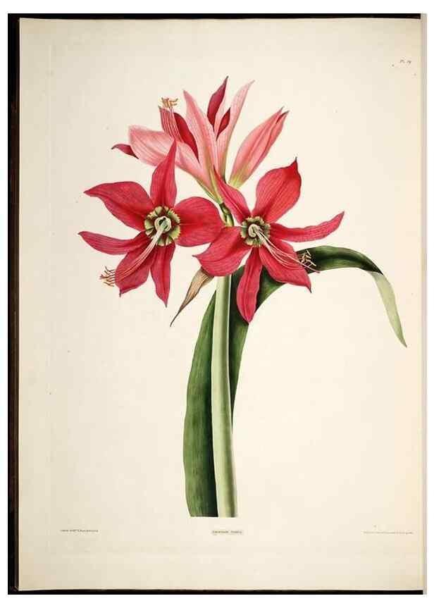 Reproducción/Reproduction 8513371484: A selection of Hexandrian plants, belonging to the natural orders Amaryllidae and Liliacae. London : Robt. Havell, ... , Pubd. 1831- ended Dec. 1, 1834.