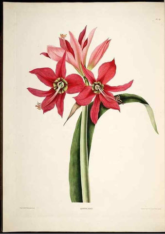Reproducción/Reproduction 8513371484: A selection of Hexandrian plants, belonging to the natural orders Amaryllidae and Liliacae. London : Robt. Havell, ... , Pubd. 1831- ended Dec. 1, 1834.