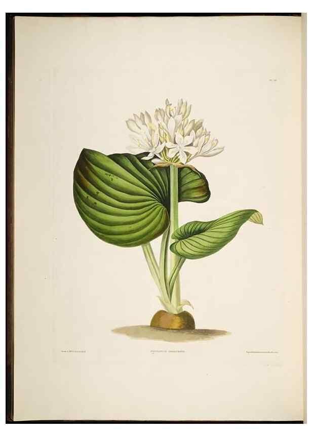 Reproducción/Reproduction 8512258807: A selection of Hexandrian plants, belonging to the natural orders Amaryllidae and Liliacae. London : Robt. Havell, ... , Pubd. 1831- ended Dec. 1, 1834.