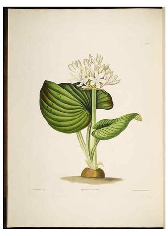 Reproducción/Reproduction 8512258807: A selection of Hexandrian plants, belonging to the natural orders Amaryllidae and Liliacae. London : Robt. Havell, ... , Pubd. 1831- ended Dec. 1, 1834.