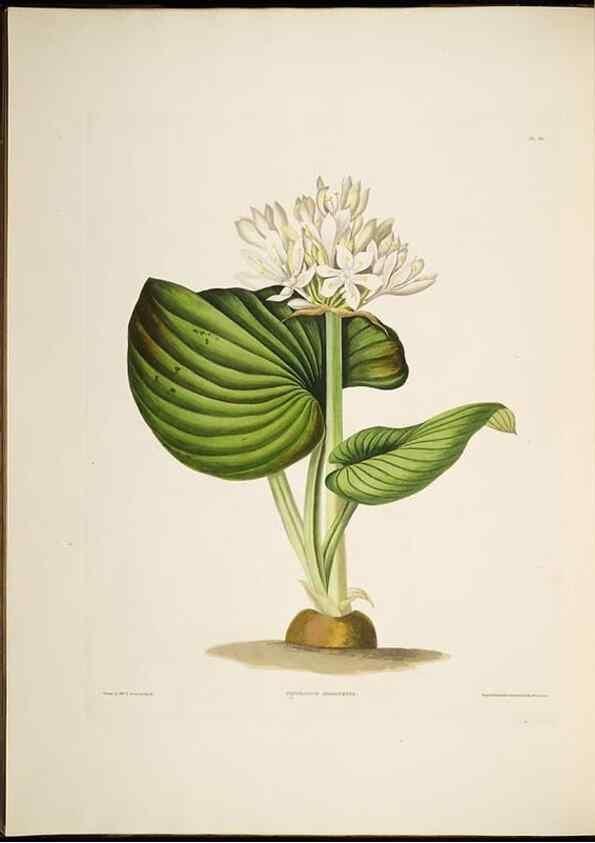 Reproducción/Reproduction 8512258807: A selection of Hexandrian plants, belonging to the natural orders Amaryllidae and Liliacae. London : Robt. Havell, ... , Pubd. 1831- ended Dec. 1, 1834.