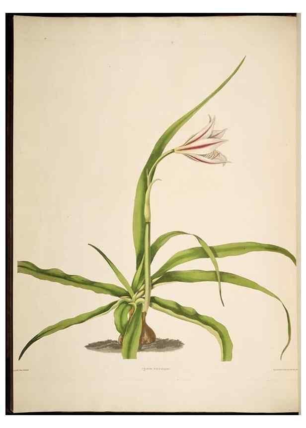 Reproducción/Reproduction 8513371884: A selection of Hexandrian plants, belonging to the natural orders Amaryllidae and Liliacae. London : Robt. Havell, ... , Pubd. 1831- ended Dec. 1, 1834.