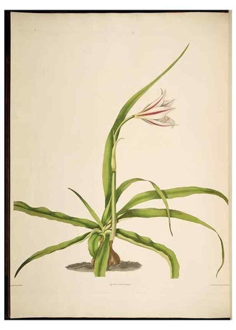 Reproducción/Reproduction 8513371884: A selection of Hexandrian plants, belonging to the natural orders Amaryllidae and Liliacae. London : Robt. Havell, ... , Pubd. 1831- ended Dec. 1, 1834.