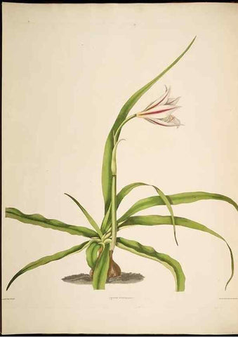 Reproducción/Reproduction 8513371884: A selection of Hexandrian plants, belonging to the natural orders Amaryllidae and Liliacae. London : Robt. Havell, ... , Pubd. 1831- ended Dec. 1, 1834.
