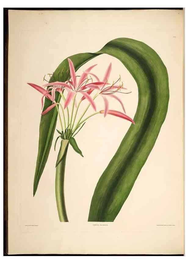 Reproducción/Reproduction 8512259245: A selection of Hexandrian plants, belonging to the natural orders Amaryllidae and Liliacae. London : Robt. Havell, ... , Pubd. 1831- ended Dec. 1, 1834.