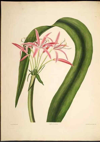 Reproducción/Reproduction 8512259245: A selection of Hexandrian plants, belonging to the natural orders Amaryllidae and Liliacae. London : Robt. Havell, ... , Pubd. 1831- ended Dec. 1, 1834.