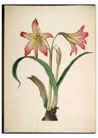Reproducción/Reproduction 8513372344: A selection of Hexandrian plants, belonging to the natural orders Amaryllidae and Liliacae. London : Robt. Havell, ... , Pubd. 1831- ended Dec. 1, 1834.