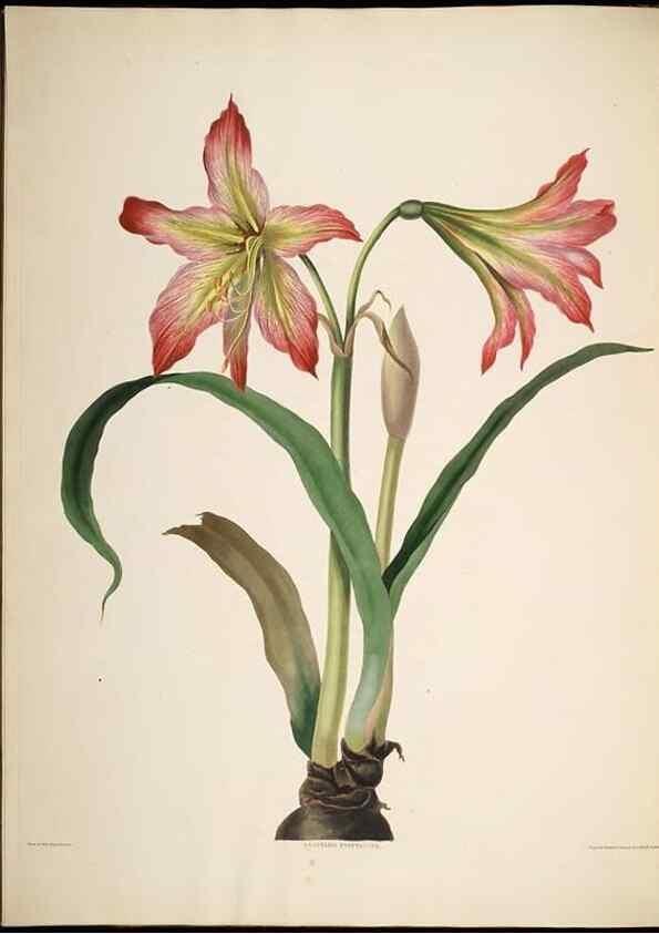 Reproducción/Reproduction 8513372344: A selection of Hexandrian plants, belonging to the natural orders Amaryllidae and Liliacae. London : Robt. Havell, ... , Pubd. 1831- ended Dec. 1, 1834.