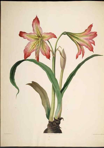 Reproducción/Reproduction 8513372344: A selection of Hexandrian plants, belonging to the natural orders Amaryllidae and Liliacae. London : Robt. Havell, ... , Pubd. 1831- ended Dec. 1, 1834.