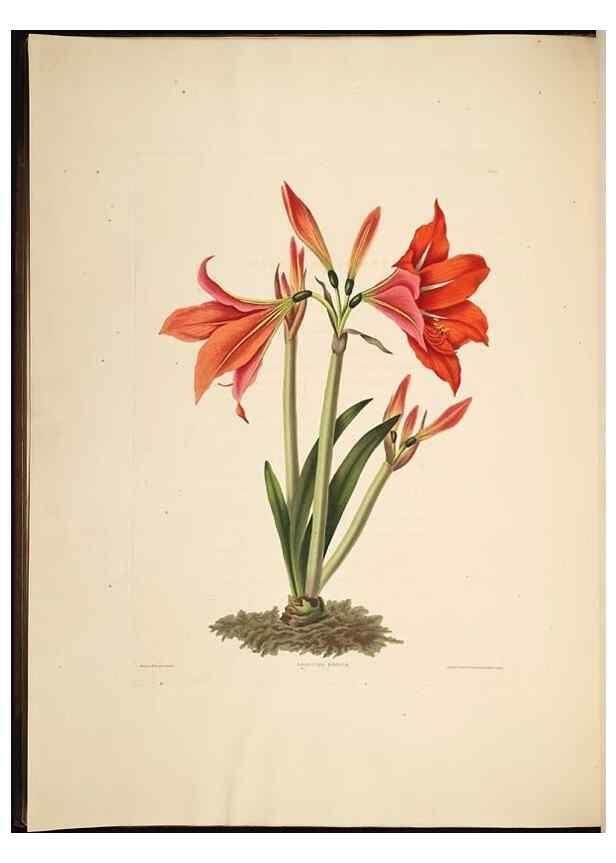 Reproducción/Reproduction 8512259625: A selection of Hexandrian plants, belonging to the natural orders Amaryllidae and Liliacae. London : Robt. Havell, ... , Pubd. 1831- ended Dec. 1, 1834.