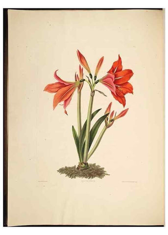 Reproducción/Reproduction 8512259625: A selection of Hexandrian plants, belonging to the natural orders Amaryllidae and Liliacae. London : Robt. Havell, ... , Pubd. 1831- ended Dec. 1, 1834.